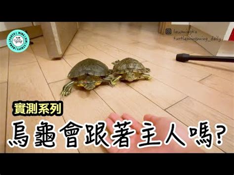 養烏龜 風水|【烏龜風水】揭密烏龜風水：家居養龜招財避煞，必知風水禁忌！